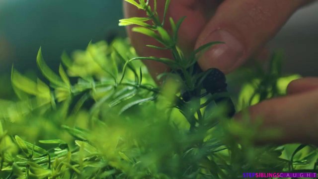 Худышка с маленькими сиськами была энергично оттрахана в киску